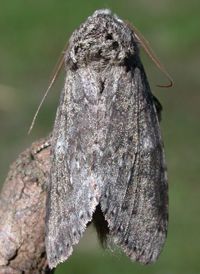 Variable Prominent